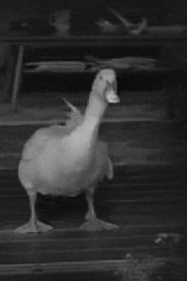 Cropped GIF after using GIF cropper